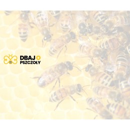 Tortas bitėms sudzucker 2 5 kg