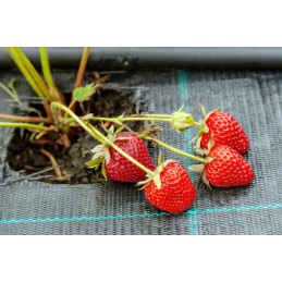 Agrotkanina sodo audinys, juodas, 100g, 1,6x5 m