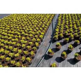 Agrotekstilė nuo piktžolių, agrotekstilė, 70g, 1,6x5m