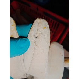Siūlome bitininkavimo pirštines praplatintais riešais, odines su apdaila - labai geras lenkiškas gaminys!