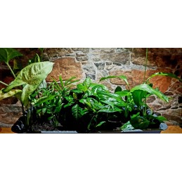 Balkona kaste puķupods sahara 39x17x14 antracīts
