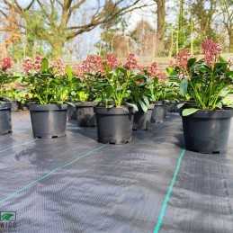 Juoda eco pp UV agrotekstilė 80g/m2 100cm 10mb