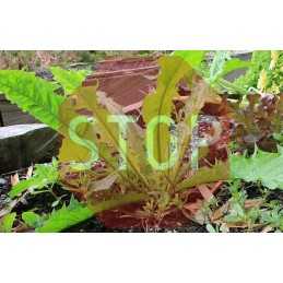 Agrotekstilė agrotekstilė 160 cm 70 gr/m2 stipri stora apsauga nuo piktžolių