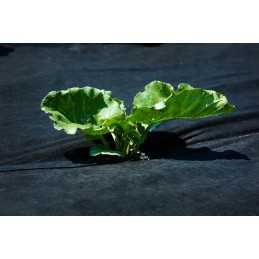 UV agrotekstilė p-100g/m2 1,6x5m juoda storio!!!
