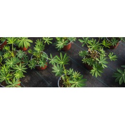 Agrotekstilė 50 nuo piktžolių juoda 1,1x10m