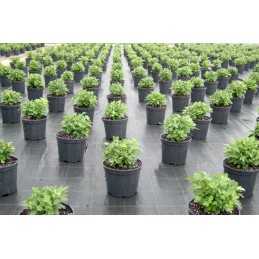 Agrotekstilė juoda profi pp uv 100g/m2 60cm 10mb