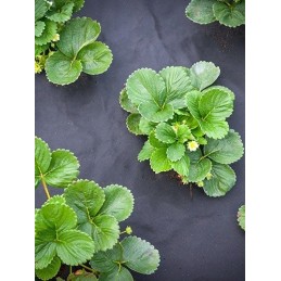 Agrimpex | agrotekstilė dviguba agro ritinėlis 0,8 x 5m