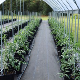 Agrotekstilės kilimėlis nuo piktžolių 1,6 m x 10 m 70 g juodos agrotekstilės