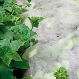 Balta pavasarinė agrotekstilė 17g - 4,2 x 5 m agrospeed