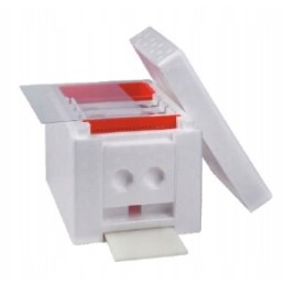 Vestuvinis avilys – mamų apvaisinimas