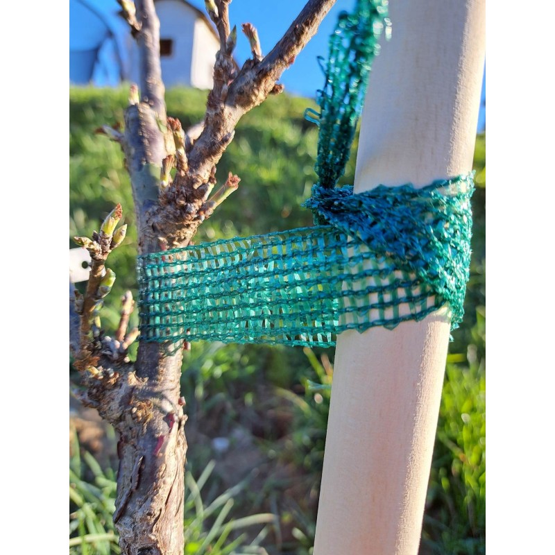 MEDINĖ ATRAKAMA IŠ BUKO MEDIENOS