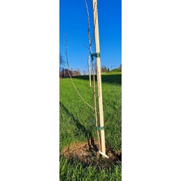 MEDINĖ ATRAKAMA IŠ BUKO MEDIENOS