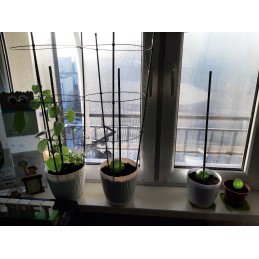 Plieninis sodo stulpas 0,8cm x 60cm