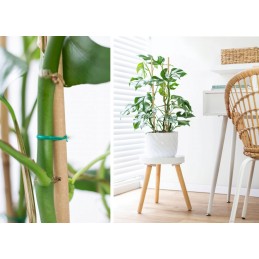 BAMBUKO stiebas - ATRAMAS GĖLĖMS 60cm (8-10MM) + 2 spaustukai