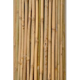 Bambuko stulpas 60cm skersmuo 10-12