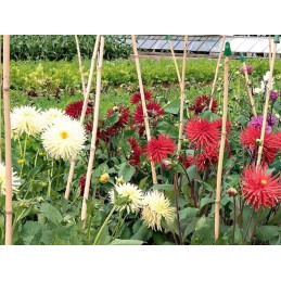 TIN TOURS BAMBOO POLE 90CM 10-12MM 1 vnt