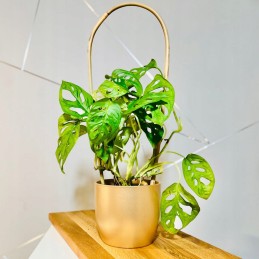 BAMBUKO LANKAS 45 cm