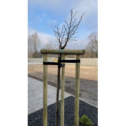 Medinis skersinis 7x50cm