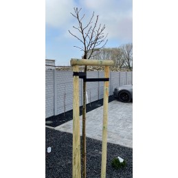 Medinis skersinis 7x50cm