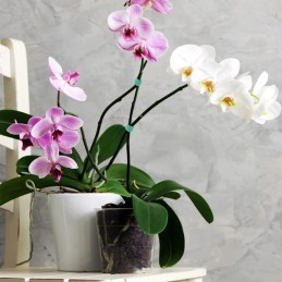 ŽALIA SPALVA – PIRTI IKI 5 METRŲ