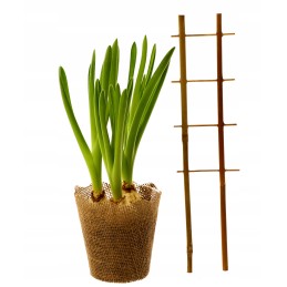 BAMBUKO KOPĖČIŲ ATRAMĖS PERGOLA AUGALAI 37 cm