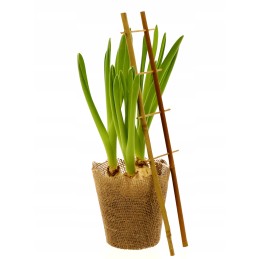 BAMBUKO KOPĖČIŲ ATRAMĖS PERGOLA AUGALAI 37 cm