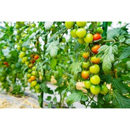 ✨ Metallist aiavarras, PVC-kattega taimede ja tomatite toetamiseks 1,1x90cm 1tk ✨