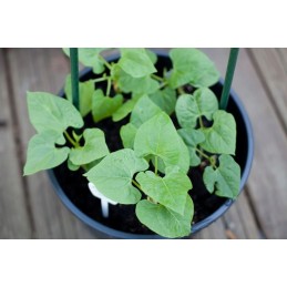 ✨ Metallist aiavarras, PVC-kattega taimede ja tomatite toetamiseks 1,1x90cm 1tk ✨