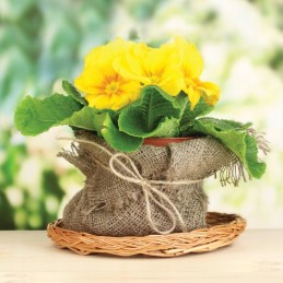 NAtūralaus džiuto LINIJA