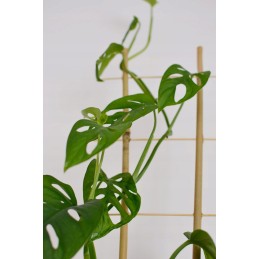 BAMBUKO KOPĖČIAS 45 cm