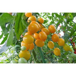 ✨ Metalinis sodo stulpas, padengtas PVC, augalams ir pomidorams palaikyti 1,1x120cm 1 vnt ✨