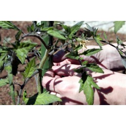 ✨ Metalinis sodo stulpas, padengtas PVC, augalams ir pomidorams palaikyti 1,1x120cm 1 vnt ✨