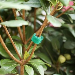 ŽALIA SPALVA – PIRTI IKI 5 METRŲ