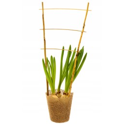 BAMBULINĖS KOPĖČIŲ ATRAMOS PERGOLA AUGALAI 45 cm