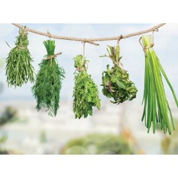 ŽALIOJI DŽIUTO SVYRA