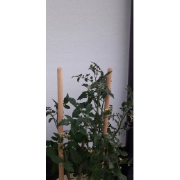 MEDINIS ATRAMAS AUGALMS, 2 Vnt