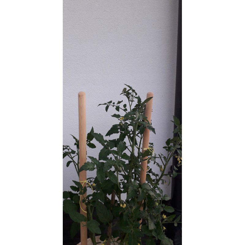 MEDINIS ATRAMAS AUGALMS, 2 Vnt