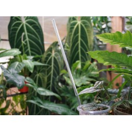 Skaidrus akrilo stulpas, 30 cm