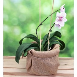 BAMBUKO PINSAI 50 cm bambuko pagaliukai 10 vnt.