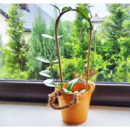 BAMBUKO ARKA, sulenkta atrama vynmedžių augalams, 45 cm