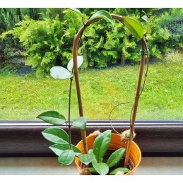 BAMBUKO ARKA, sulenkta atrama vynmedžių augalams, 45 cm