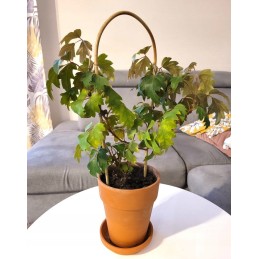 BAMBUKO ARKA, sulenkta atrama vynmedžių augalams, 45 cm