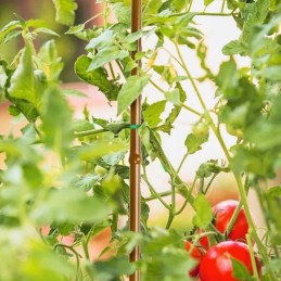 POLAS AUGALŲ ATLAIKIMUI