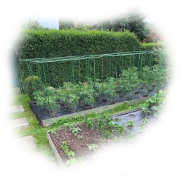 Support Pole for Tomato Plants Flowers 0.8 x 120 cm 1 pc