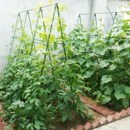 Tomatitaimed Lilled 0,8 x 120 cm 1 tk