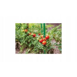 TOMATO PLANT STICK COATED SUPPORT 1.1x90cm