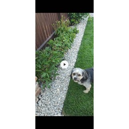 Cellfast plastic garden border 100 cm x 4.5 cm black