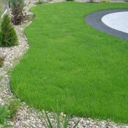 Sodo vejos apvadas 4,5 cm Bord Palisade