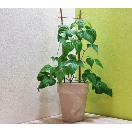 BAMBUKO KOPĖČIŲ augalo atrama 45cm