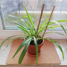 BAMBUKO KOPĖČIAS, augalų atrama, 35 cm